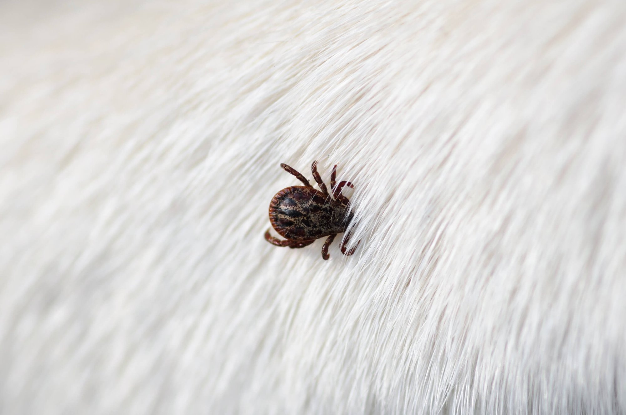 Zecken bei Hunden (1)
