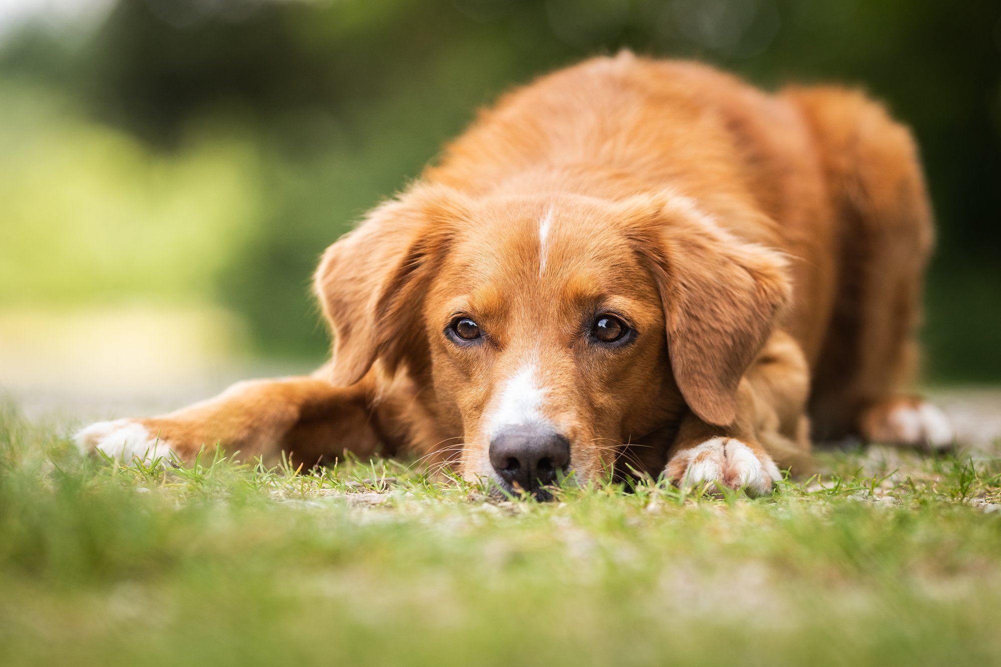 Toller (8)